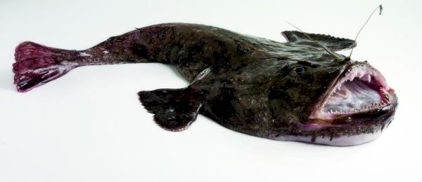 study-into-‘abundance’-of-monkfish-around-isles-–-shetland-times-online