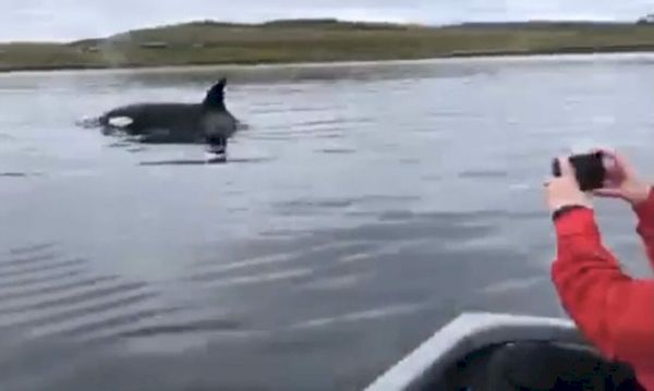watch-shetland-couple’s-close-encounter-with-pod-of-orcas-after-they-rowed-out-to-meet-them-–-the-press-&-journal
