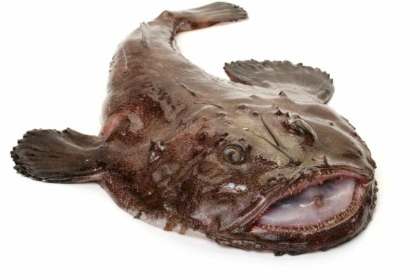 shetland-fishermen-to-count-scotland’s-most-valuable-catch-–-the-press-&-journal