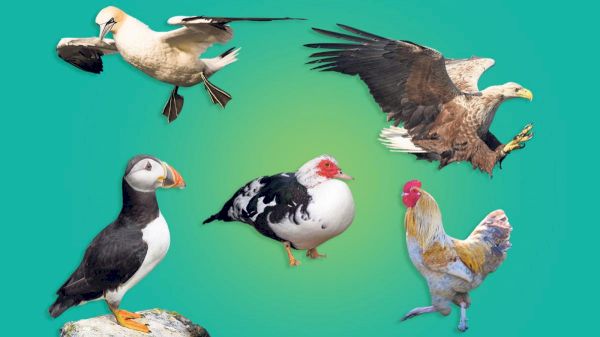 the-devastating-pandemic-that’s-flown-under-the-radar:-bird-flu-–-the-times