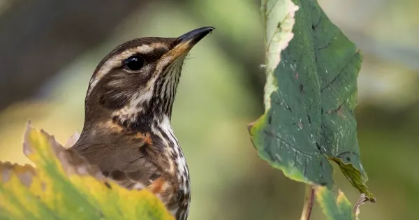 review-of-the-week:-17-23-october-2022-–-birdguides