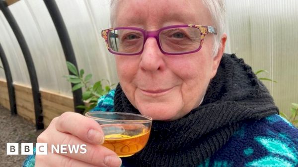a-dream-of-growing-tea-in-orkney-becomes-reality-–-bbc
