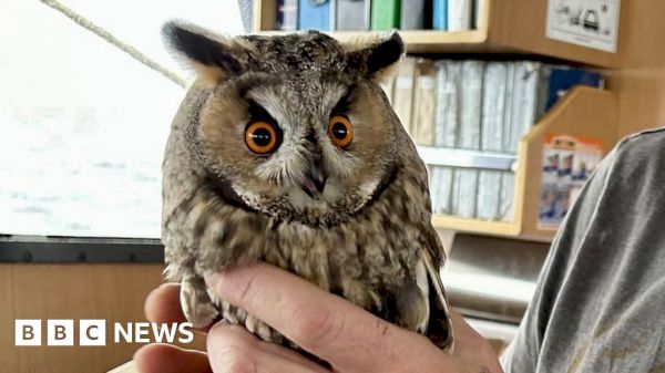 attacked-owl-rescued-by-fishing-crew-100-miles-out-to-sea-–-bbc
