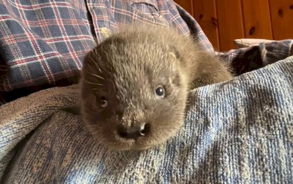 sanctuary-welcomes-harry-the-orphaned-otter-–-shetland-times-online