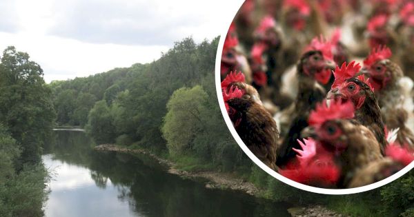 civic-chiefs-to-work-with-intensive-chicken-farms-to-stop-pollution-‘killing-river-wye’-–-gloucestershire-live