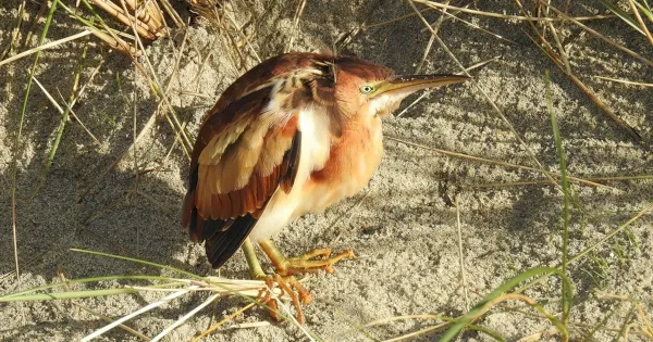 rarity-finders:-least-bittern-in-shetland-–-birdguides