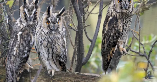 photo-of-the-week:-24-30-october-2022-–-birdguides