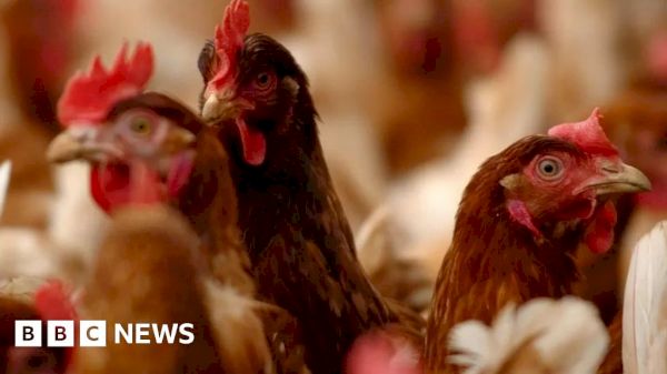 bird-flu-confirmed-in-aberdeenshire-and-orkney-–-bbc