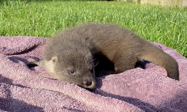 shetland-otter-fed-kitten-milk-after-mother-run-over-by-car-–-the-press-&-journal