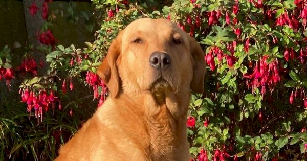 family-dog-almost-blinded-by-grass-seed-that-lodged-in-eye-and-started-growing-–-the-mirror