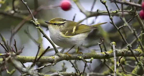 review-of-the-week:-7-13-november-2022-–-birdguides