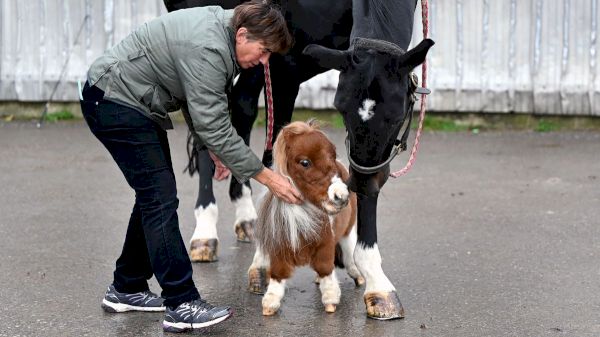 20-inch-pony-left-long-faced,-must-wait-to-be-crowned-world’s-smallest-horse-–-livescience.com