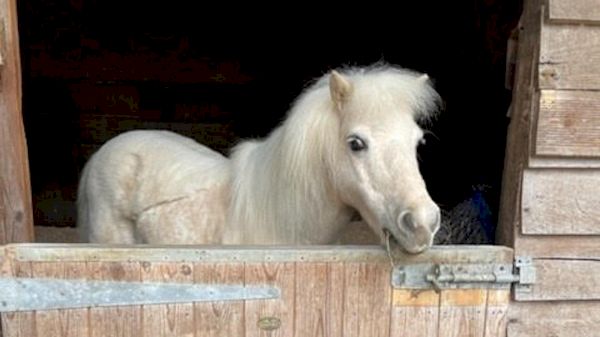 ‘loved-dearly-now’:-elderly-shetlands-among-those-freed-from-nailed-shut-stables-–-horse-&-hound