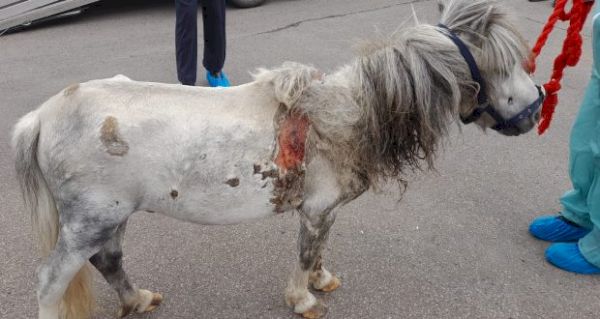 can-you-help-find-this-pony’s-owner?-–-the-spalding-and-south-holland-voice