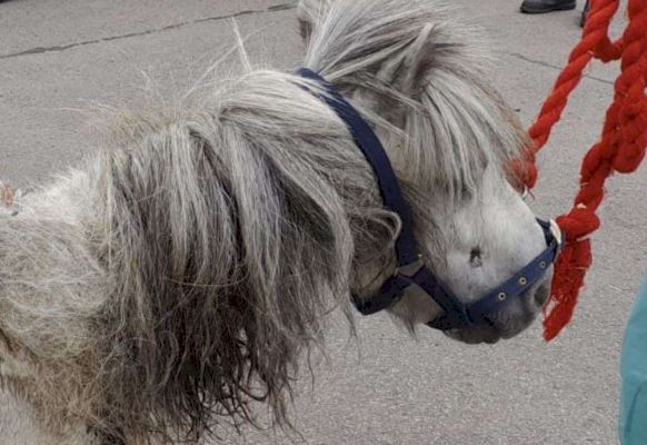 appeals-for-information-after-stallion-bert-abandoned-in-‘terrible-state’-–-spalding-today