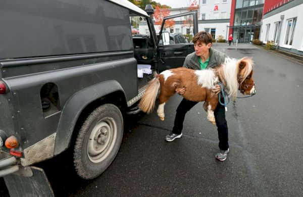 pumuckel-the-20-inch-pony-has-other-mini-horses-quaking-in-their-hooves-–-defector