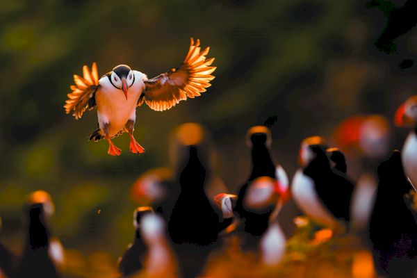 kevin-morgans-is-the-photographer-who-has-gone-to-scotland’s-wild-places-to-highlight-much-ado-about-puffins-–-the-press-&-journal