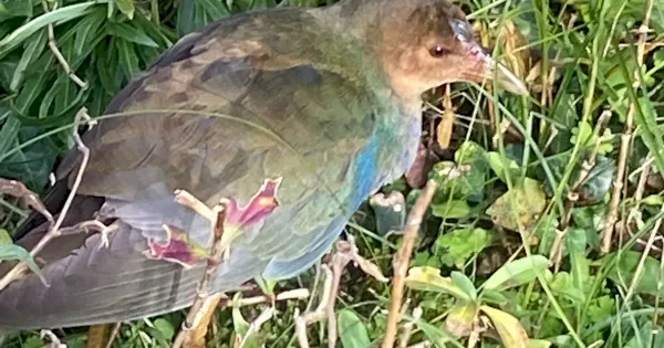 review-of-the-week:-14-20-november-2022-–-birdguides