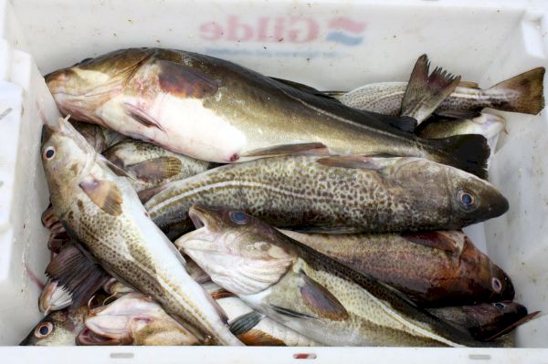 key-commercial-fish-stocks-at-record-levels-–-the-scotsman