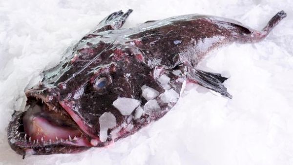 norwegian-agreement-to-offer-fishermen-greater-access-to-monkfish-–-shetland-times-online