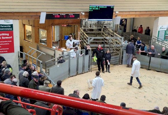 ‘a-grade-trade’-at-dingwall-mart-rare-and-minority-breeds-livestock-sale-–-northern-times