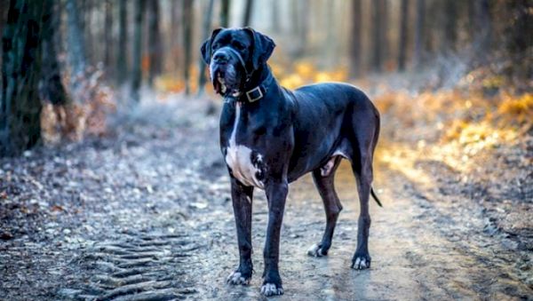 jawbone-enlargement-in-dogs:-symptoms,-causes,-&-treatments-–-dogtime