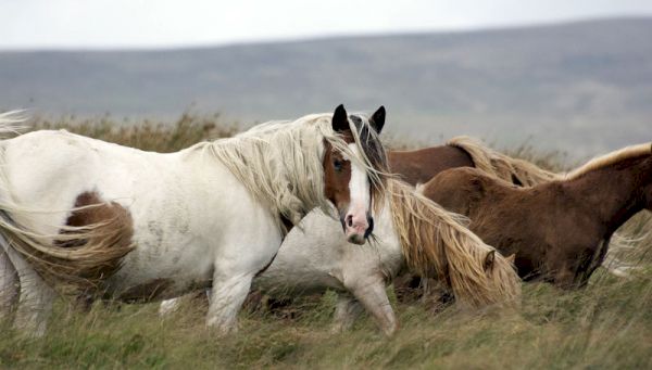 need-to-preserve-genetic-diversity-among-male-horses-described-in-review-–-horsetalk