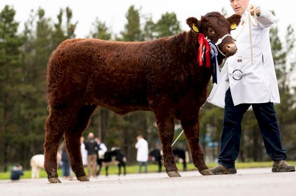 strong-classes-of-salers-at-four-breed-calf-show-–-farming-life