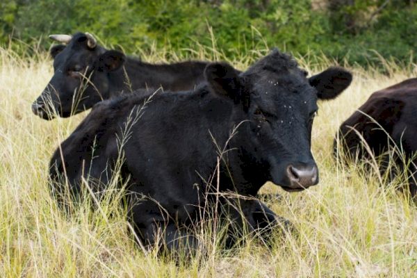 scotland-to-‘miss-out-on’-native-breed-benefits,-campaigners-warn-–-farminguk