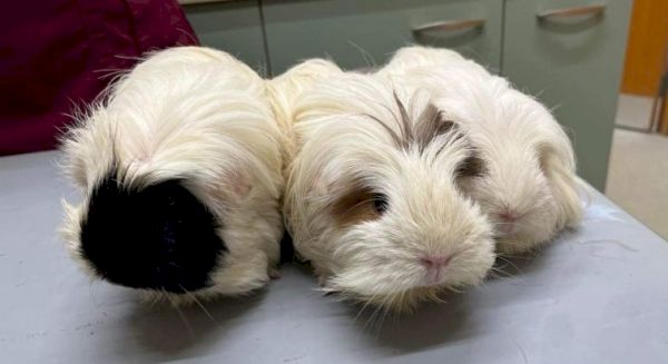 abandoned-guinea-pigs-found-in-lerwick