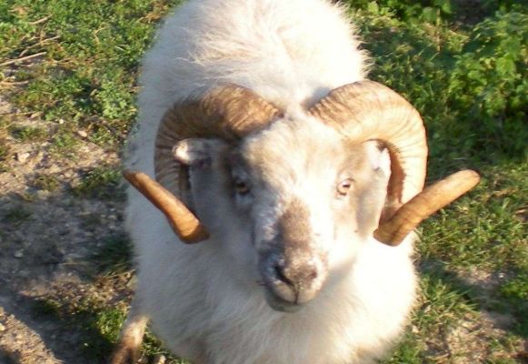 scotland-to-miss-out-on-native-livestock-benefits-for-economy-and-environment-–-grampian-online