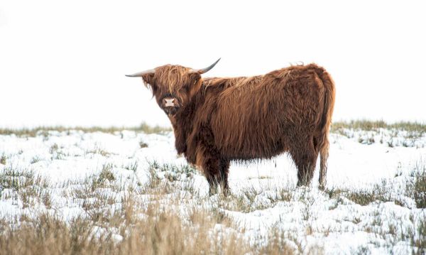 met-office-extends-snow-and-ice-warning-for-highlands-and-islands,-moray-and-aberdeenshire-–-the-press-&-journal