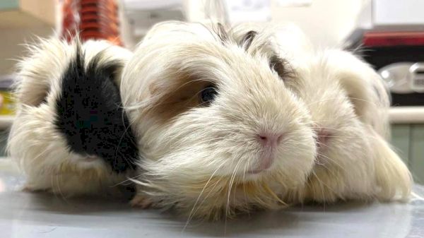 plea-after-three-guinea-pigs-found-in-bag-in-shetland-–-yahoo!-voices