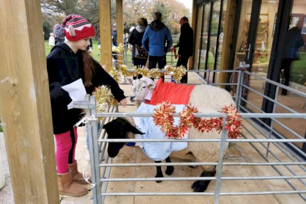 uckfield-care-home-creates-christmas-nativity-with-animals-–-the-argus