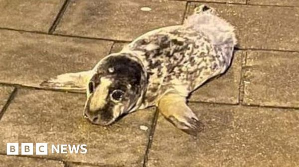 seal-pup-rescued-from-stonehaven-town-centre-street-–-bbc