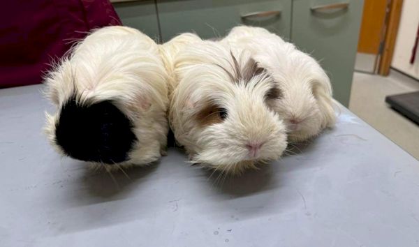three-guinea-pigs-discovered-abandoned-in-a-backpack-in-shetland-–-the-press-&-journal