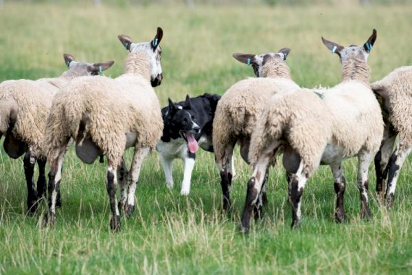duncan-robertson’s-mirk-can-manage-a-smirk-after-peebles-win-–-the-scottish-farmer