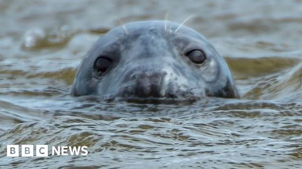 water-scooter-startle-device-used-to-deter-seals-from-salmon-–-bbc