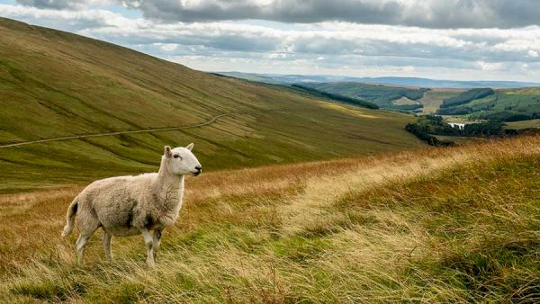 bps-cash-worth-62.5m-sent-to-farmers-in-wales-–-farmersweekly
