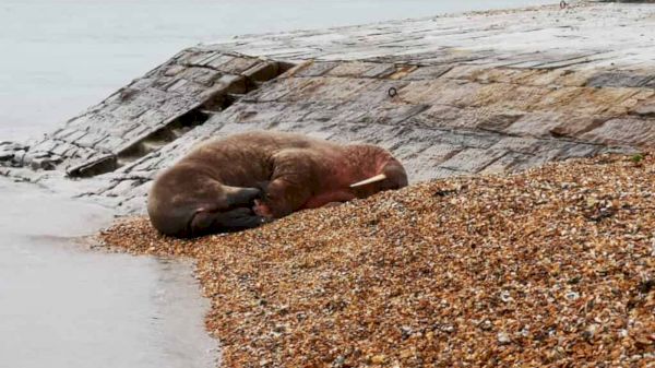 thor-the-walrus:-people-urged-not-to-disturb-animal-resting-on-hampshire-beach-–-sky-news