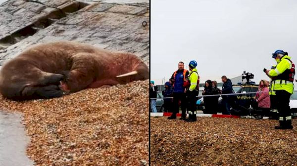 uk-news:-people-urged-to-keep-away-from-thor-the-walrus-–-ladbible