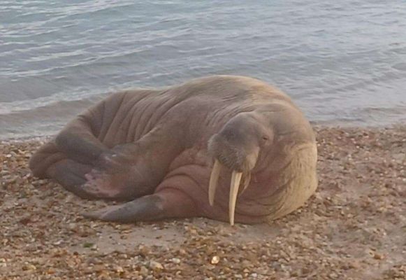watch:-walrus-‘thor’-pays-visit-to-new-forest-beach-–-advertiser-and-times