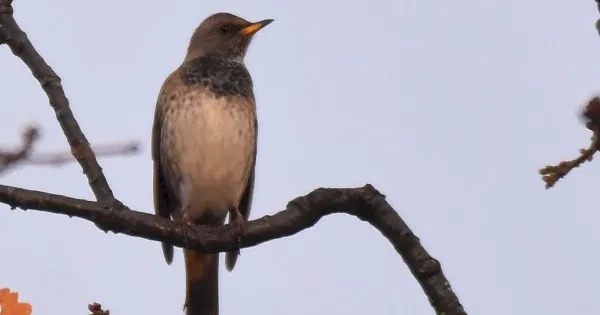 review-of-the-week:-5-11-december-2022-–-birdguides