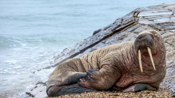 walrus-nicknamed-‘thor’-has-wanderlust-looking-for-a-mate-–-the-times