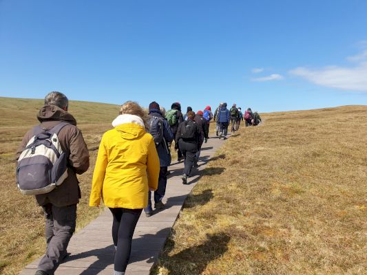 bird-flu-depletes-bonxie-numbers-but-hermaness-has-record-tourist-season