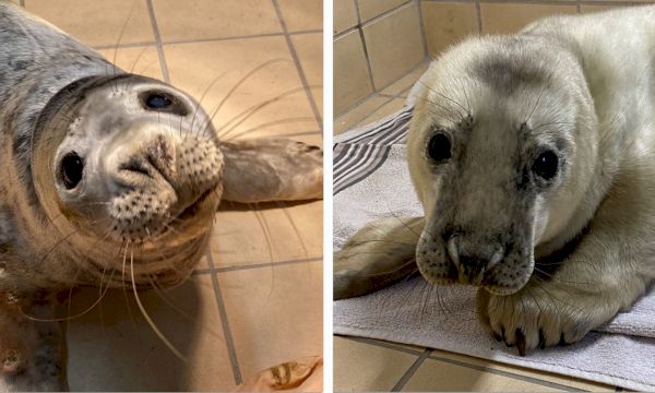 seal-pups-recuperating-in-shetland-wildlife-sanctuary-following-…-–-the-press-&-journal