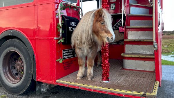 shetland-ponies-star-in-heart-warming-festive-film-by-emma-…-–-horse-&-hound