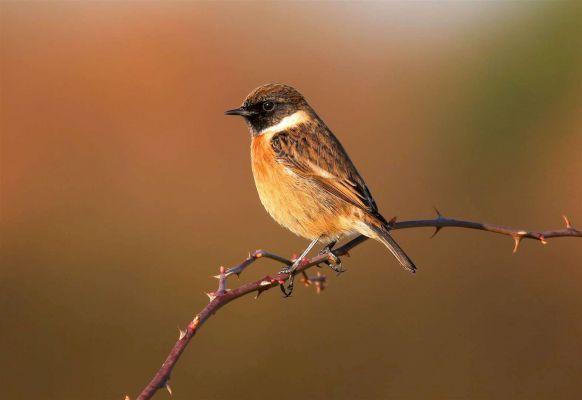 two-calling-birds…-stonechats-and-the-return-of-ravens-to-cambridge?-–-cambridge-independent