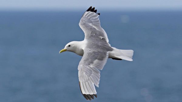 seabirds-flourish-as-avian-flu-devastates-predators-|-scotland-–-the-times