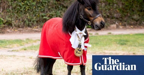 ‘he’s-been-on-german-tv!’-barred-from-the-pub,-patrick-the-pony-is-making-the-most-of-his-fame-–-the-guardian